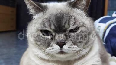 有水<strong>汪汪</strong>的眼睛的猫。 灰色苏格兰直种。 特写，背景蓝色床.. 宠物病，泪管问题